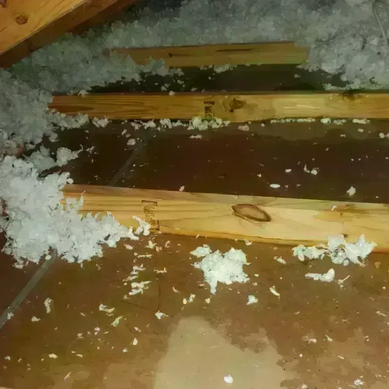 Attic Water Damage in Broadview Park, FL